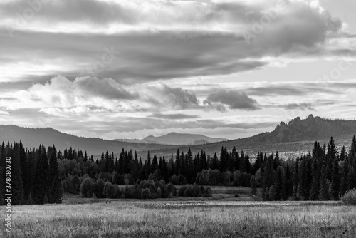 forest in the mountains black and white photo