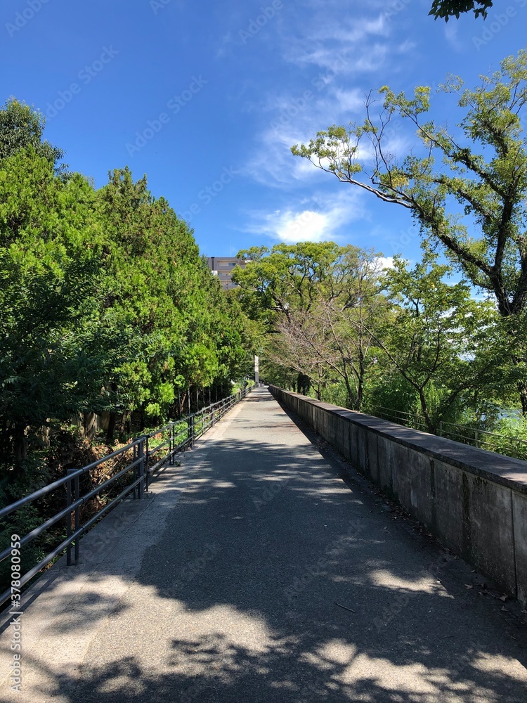 Fototapeta premium 気持ちの良い公園