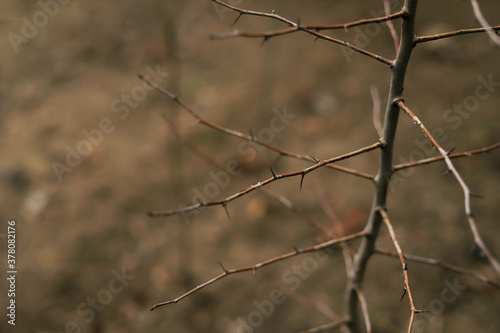 naked prickly branch of a shrub close up on a brown background with space for text