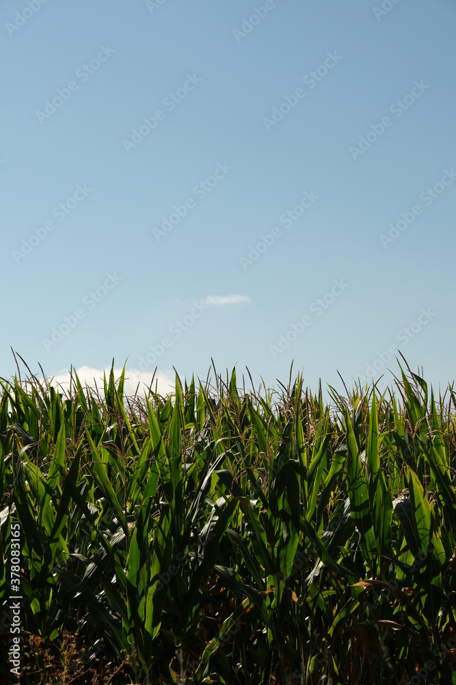 corn field in noon tome of the day corn field in noon tome of the day