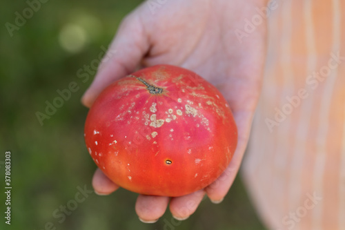 Fotografie yellow, white spots on tomato fruit are sign of bacterial cancer of plant