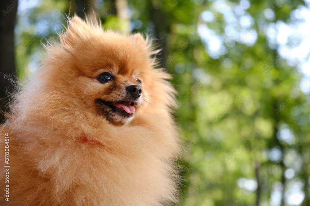 cute pomeranian sitting and smiling at the camera cute pomeranian sitting and smiling at the camera