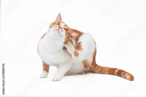 Fotografi orange cat with an itch