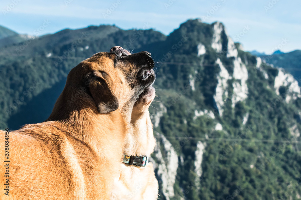 Dos perros juegan en la montaña Dos perros juegan en la montaña