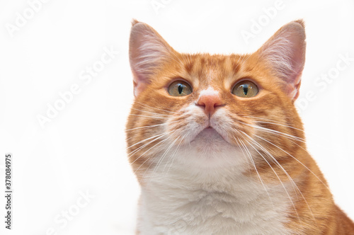 Orange striped cat portrait