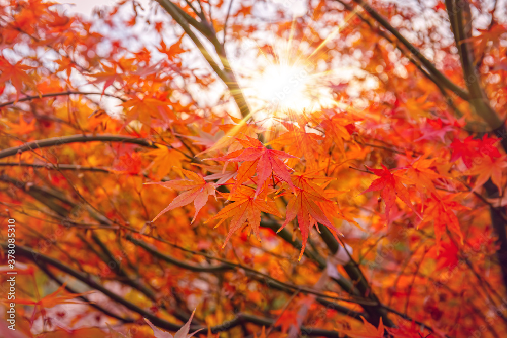 Beautiful Acer palmatum ( palmate maple or smooth Japanese maple ) leaves. Fall red maples in Germany. Red-foliaged Japanese maple, close up. Good Red Fall Foliage. Beautiful Acer palmatum ( palmate maple or smooth Japanese maple ) leaves. Fall red maples in Germany. Red-foliaged Japanese maple, close up. Good Red Fall Foliage.