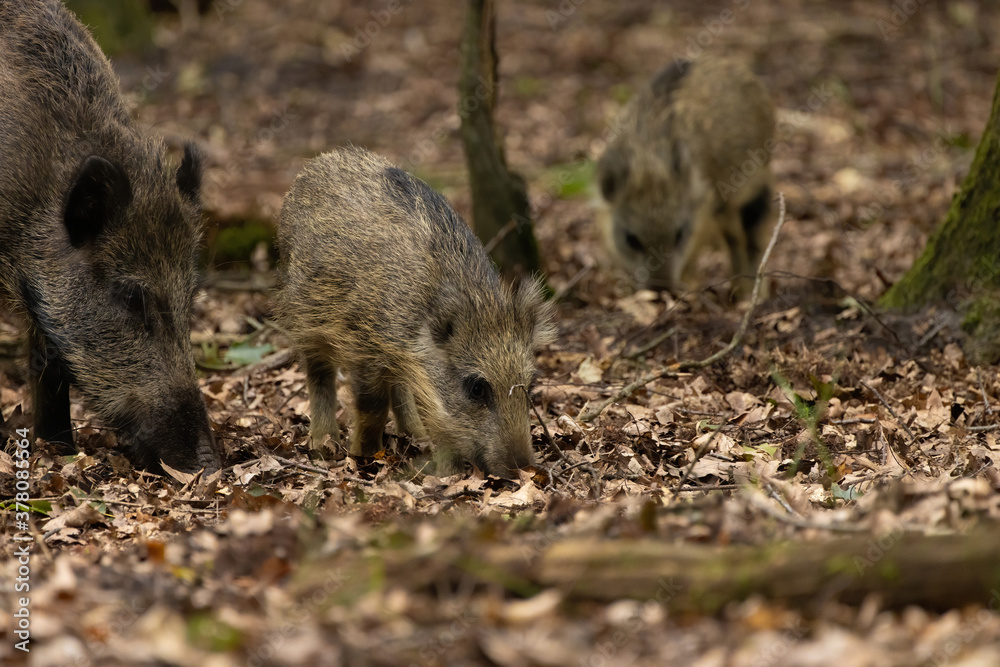 Wild boar (Sus scrofa) piglet and mother at the veluwe. Wild boar looking for food. Wild boar (Sus scrofa) piglet and mother at the veluwe. Wild boar looking for food.