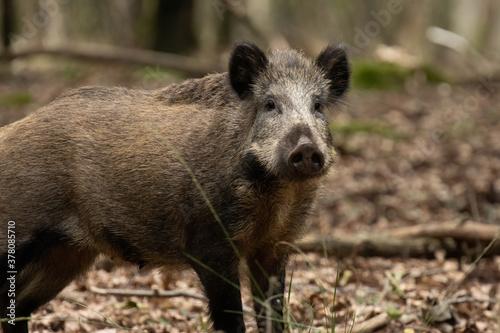 Wild boar (Sus scrofa) watching curious. Boar at the Veluwe in the Netherlands.