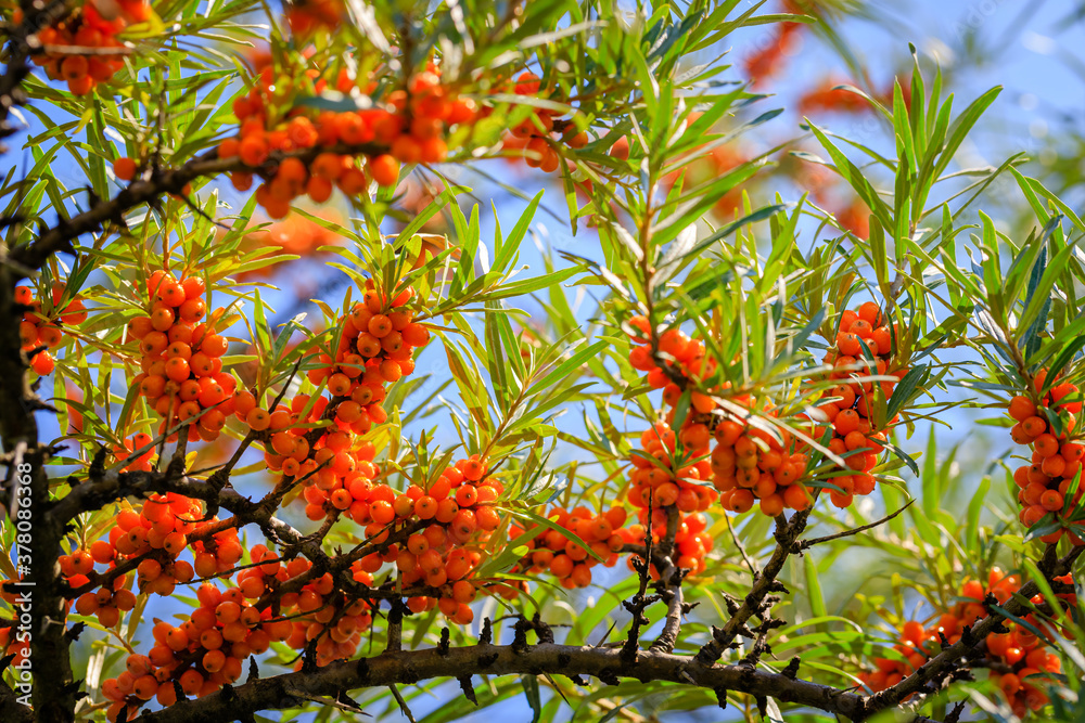 Sea buckthorn berries in sunny day. Sea-buckthorn bush with yellow fruits ( Hippophae rhamnoides, Sandthorn, Sallowthorn or Seaberry ), close up. Yellow berries in garden, macro Sea buckthorn berries in sunny day. Sea-buckthorn bush with yellow fruits ( Hippophae rhamnoides, Sandthorn, Sallowthorn or Seaberry ), close up. Yellow berries in garden, macro