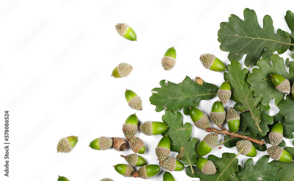 Green acorns and oak tree leaves isolated on white background, top view - obrazy, fototapety, plakaty 