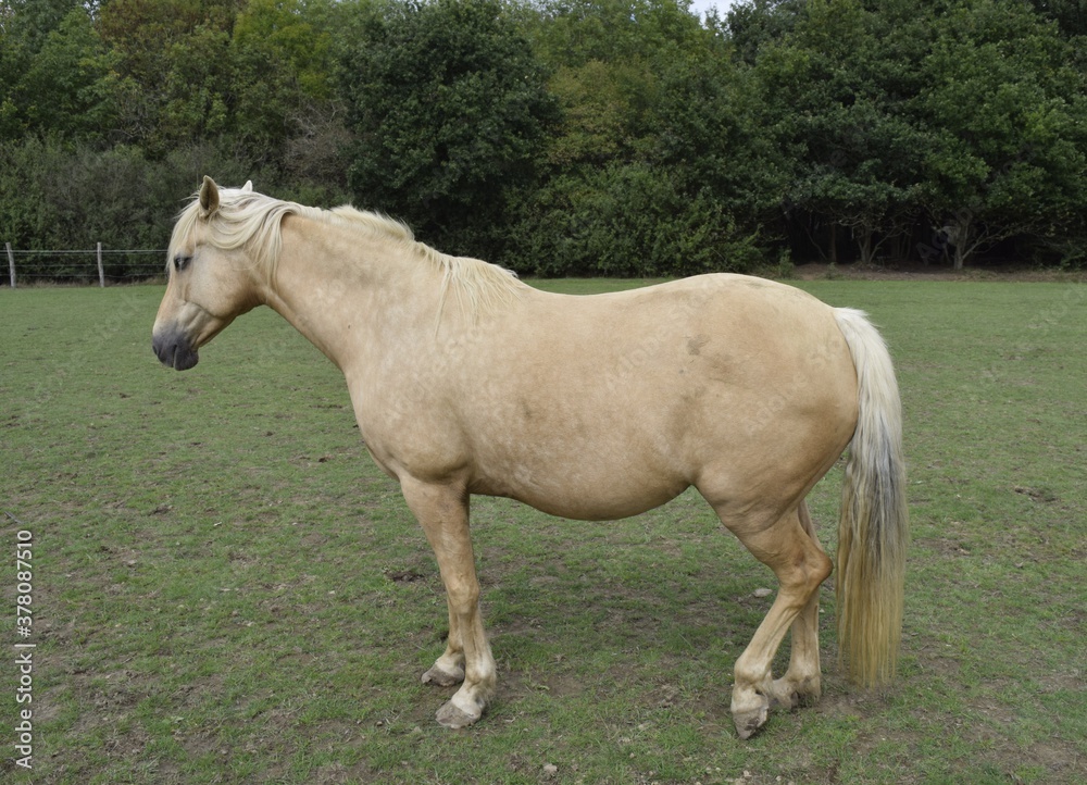 A BEAUTIFUL HORSE IN THE FIELD