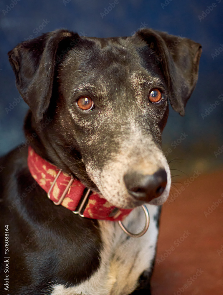 Closeup of a black dog Closeup of a black dog