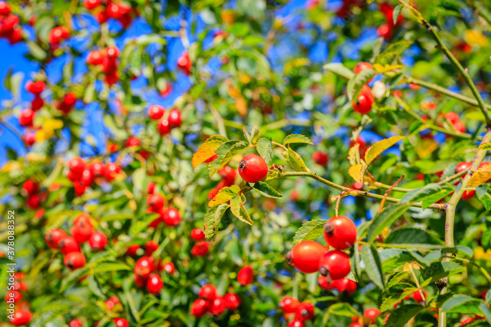 Red dog rose berries in garden. Red rosehip fruits and green leaves in sunny day