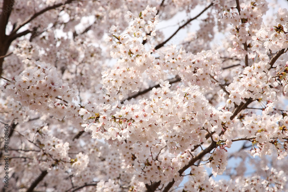 Beautiful cherry blossom sakura in spring time over blue sky. Beautiful cherry blossom sakura in spring time over blue sky.