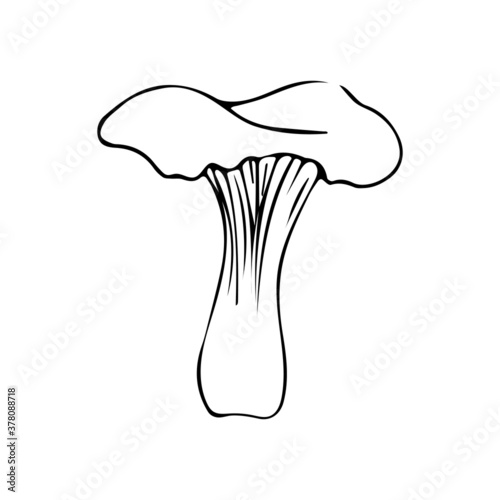 Isolated hand drawn vector illustration of chanterelle mushroom in doodle style. Botanical illustration, element of autumn.