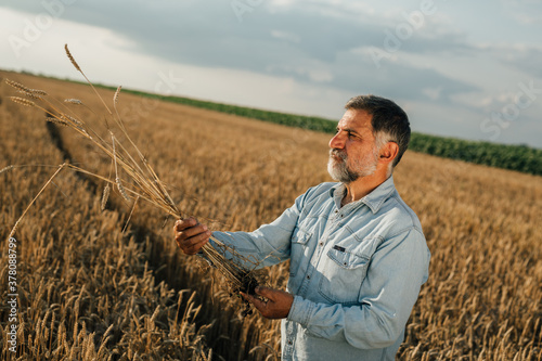 farmer standing in wheat field, inspecting wheat © cherryandbees