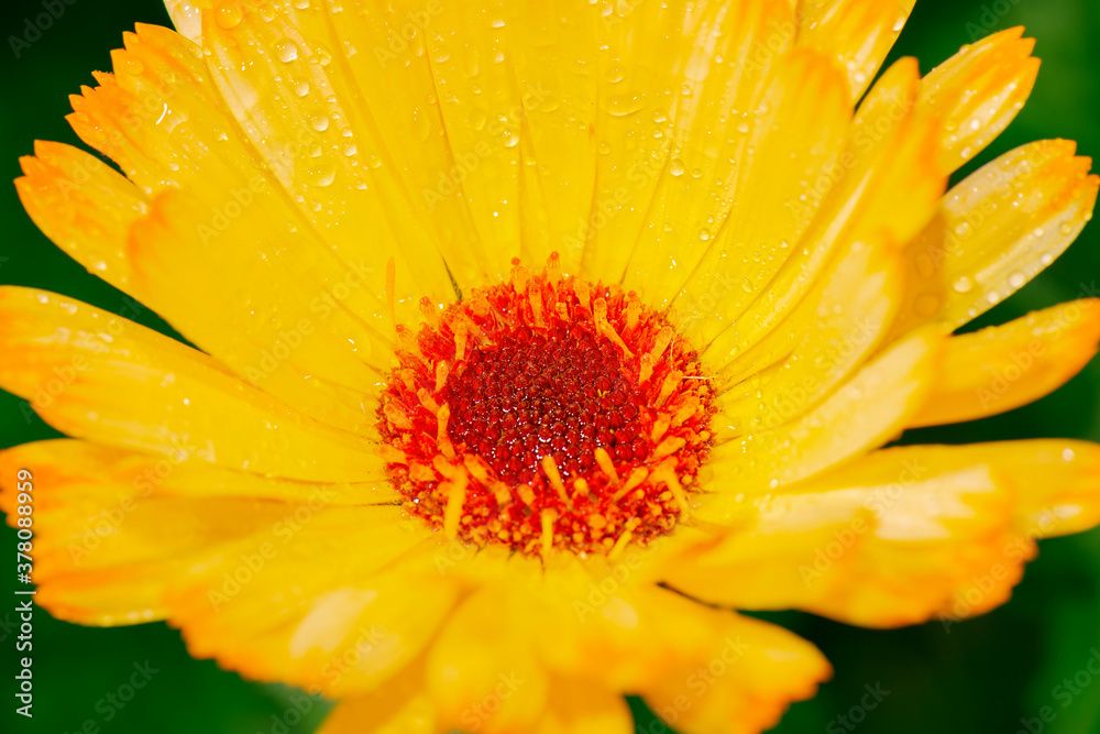 Detailed closeup macro photo of a flower Detailed closeup macro photo of a flower