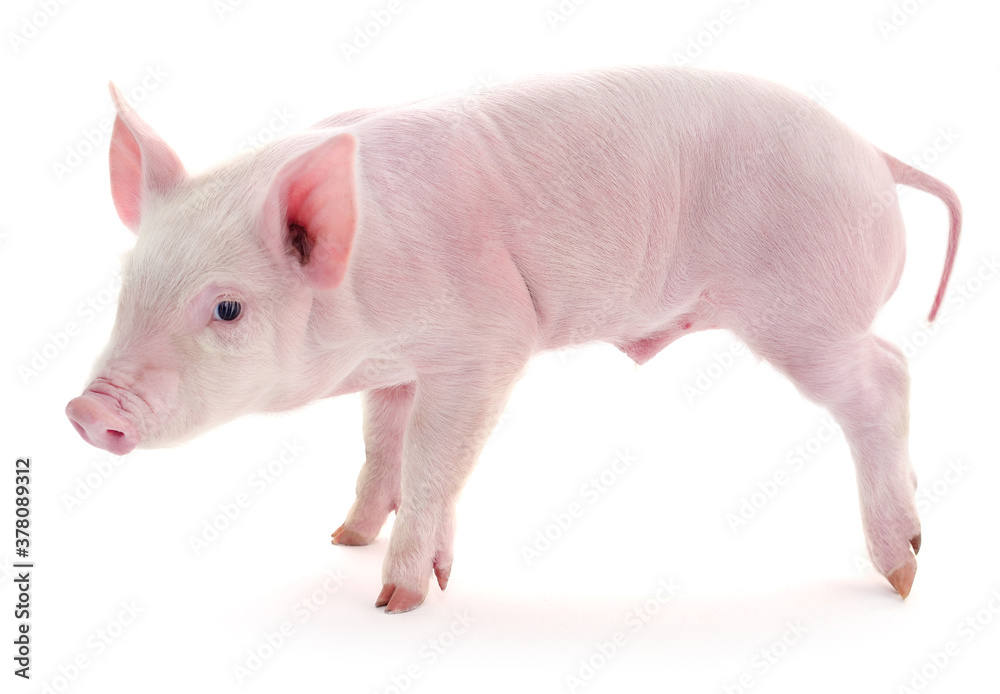 Pig on white Pig on white