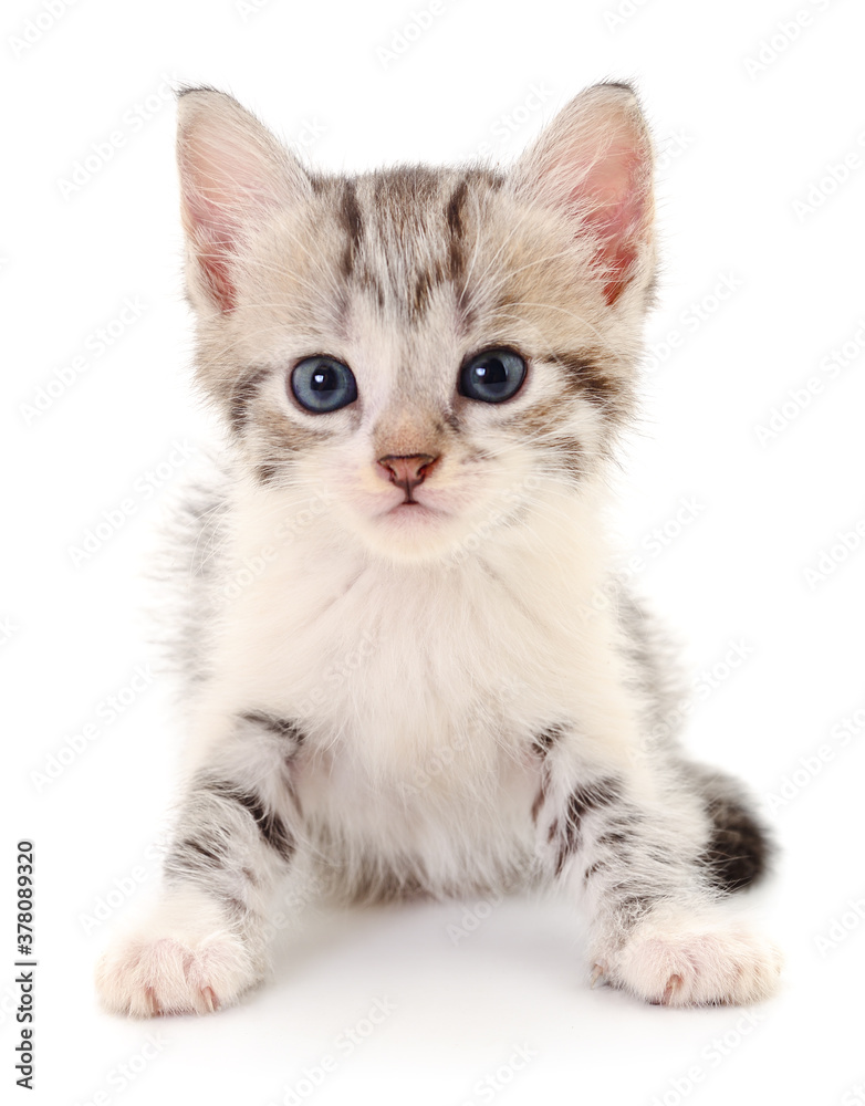 Obraz premium Kitten on white background.