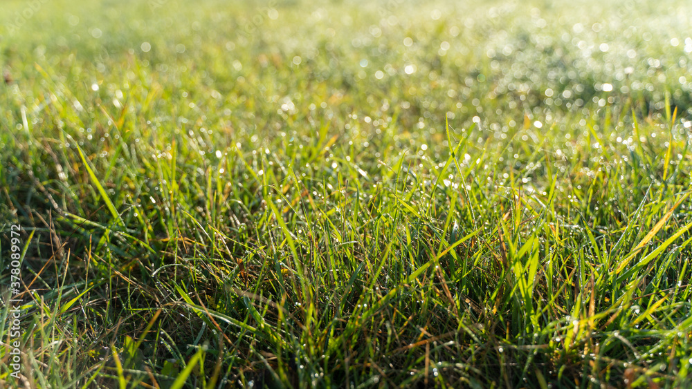 Green grass with dew drops in the morning at sunrise Green grass with dew drops in the morning at sunrise
