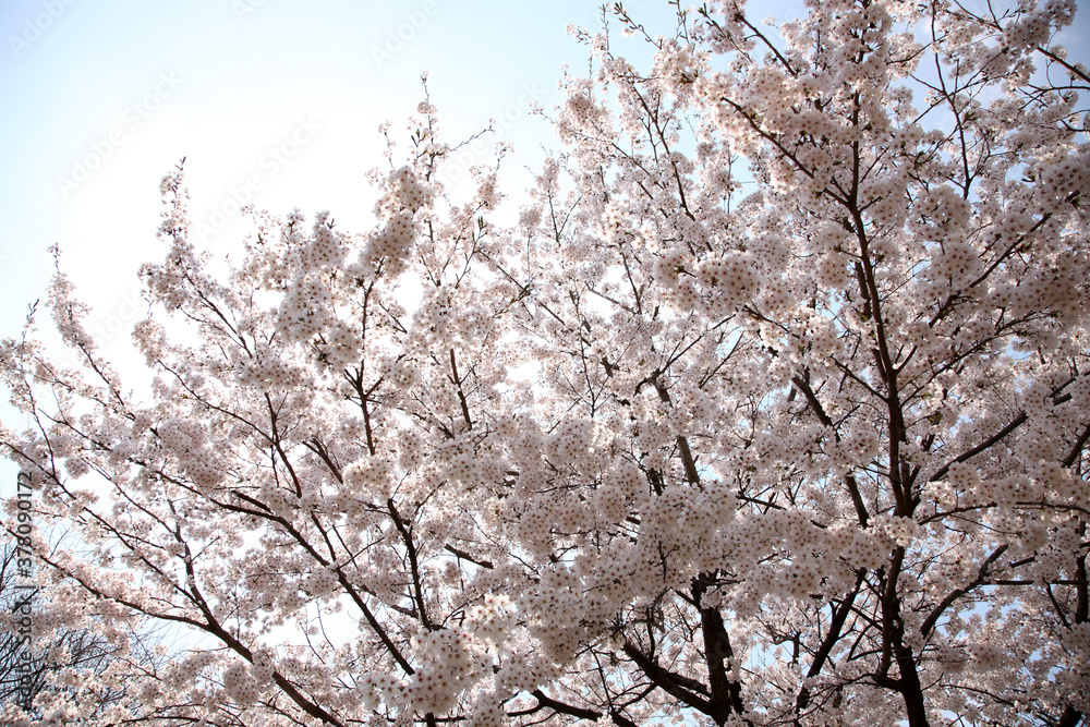 Beautiful cherry blossom sakura in spring time over blue sky. Beautiful cherry blossom sakura in spring time over blue sky.