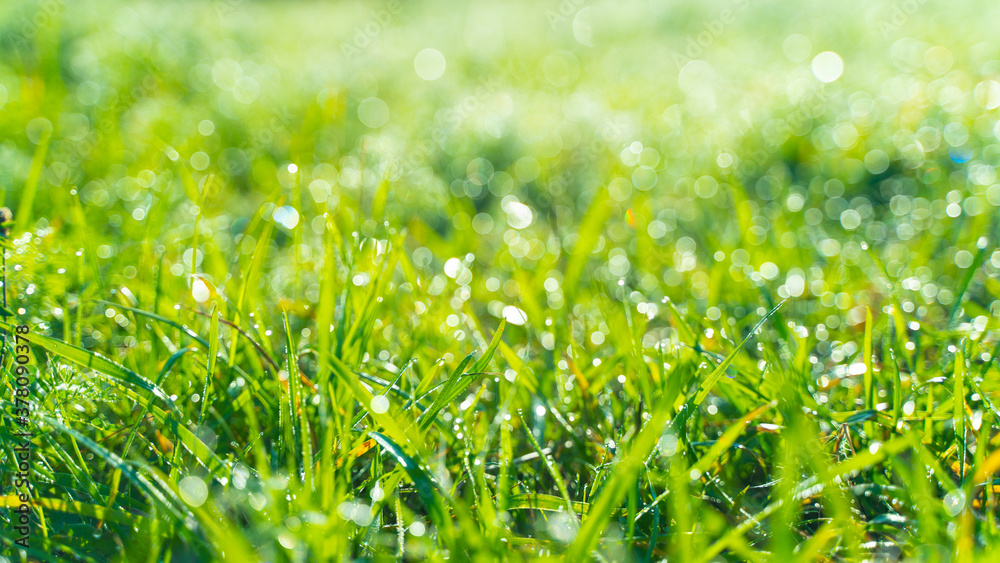 Obraz premium Green grass with dew drops in the morning at sunrise