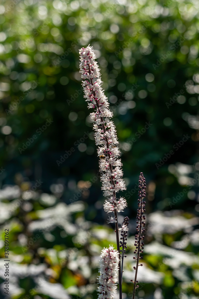 Actaea simplex Atropurpurea Group a summer autumn fall clump forming white flower plant commonly known as baneberry or bugbane Actaea simplex Atropurpurea Group a summer autumn fall clump forming white flower plant commonly known as baneberry or bugbane