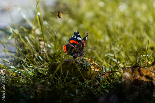 Butterfly Eating from Pear Yellow Jacked Wasp Flying Away photo