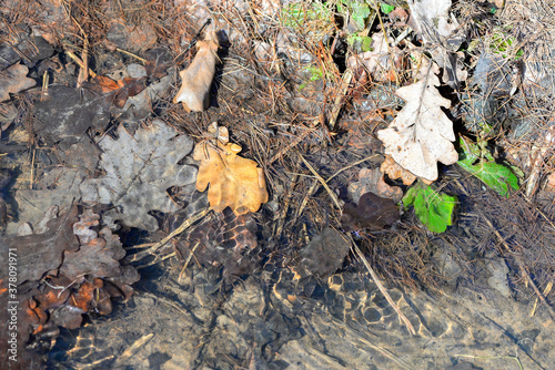 Foto autumn leaves in the brook