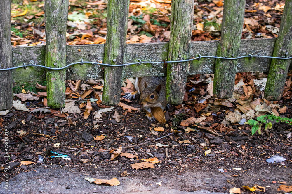 Fototapeta premium Photo of a nice and beautiful squirrel standing in the park during a sunny day