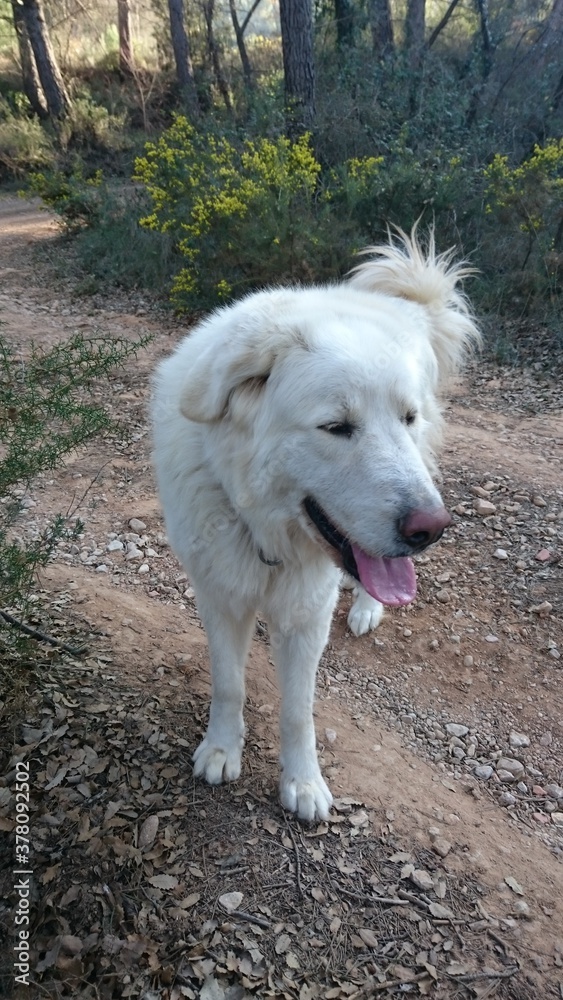 El Pastor de Maremma o Maremmano-Abrucense