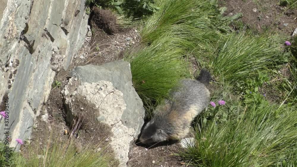 Alpenmarmot (Marmota marmota) in Hohe Tauern National Park, Franz Josefs High , Grossglockner Alpenmarmot (Marmota marmota) in Hohe Tauern National Park, Franz Josefs High , Grossglockner