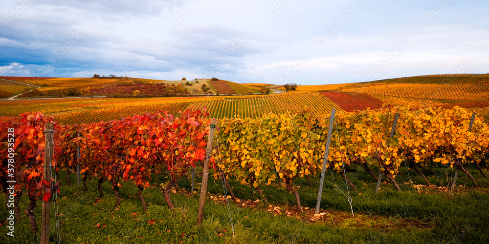 View on slightly blurred autumn landscape in yellow-red European vineyard on rolling hills in Germany,stripes of rows,green grass.Horizontal banner.Concept of autumn travel,grape harvest, copy space