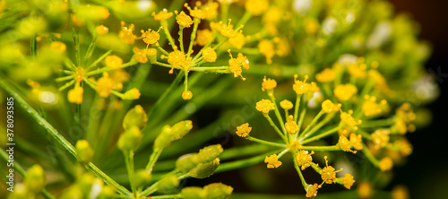 Photo of a dill plant, detailed closeup nature background.