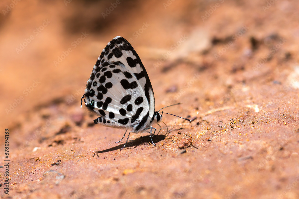 The tiny black and white butterfly was sucking mineral salts from the soil. The tiny black and white butterfly was sucking mineral salts from the soil.