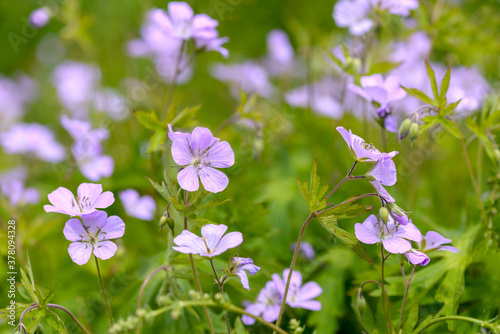 wild geranium  flowers in the field