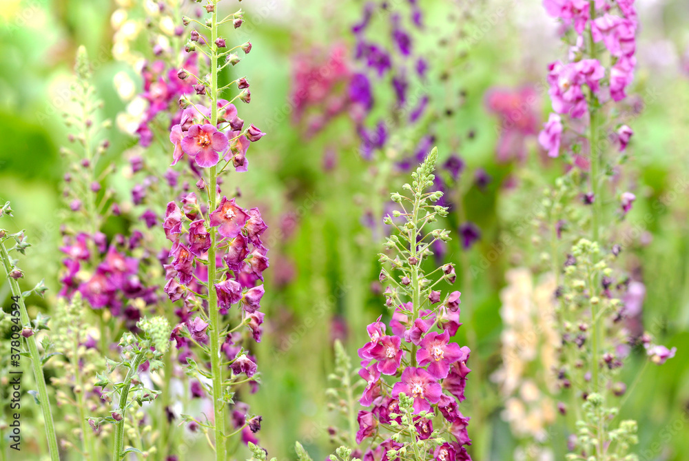 Obraz premium colorful delphinium flowers in the field