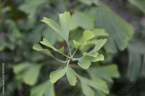 Ginkgo Fastigiata leaves