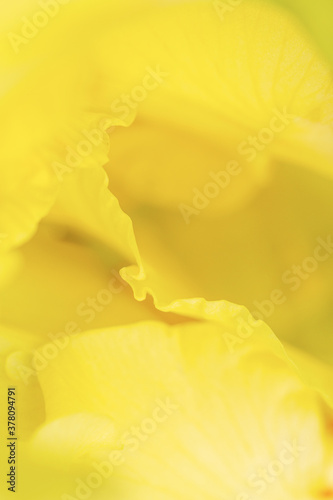 the leaves of the yellow flower closeup. wallpaper