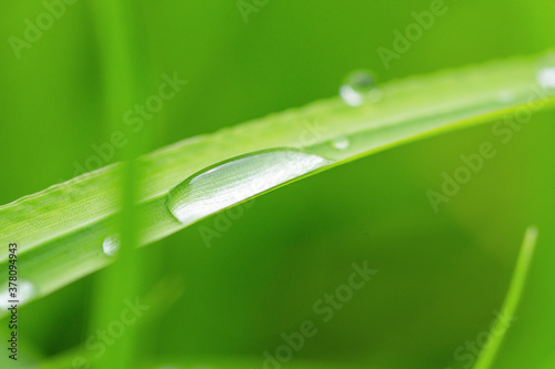 Beautiful large drops of dew on the green grass. Close up.