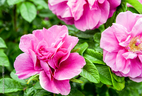 pink rose flowers in the garden