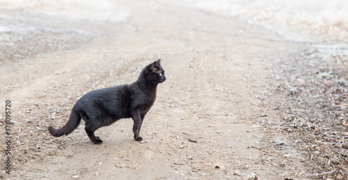 Black cat stands on the road in the fog. Cat crosses the road