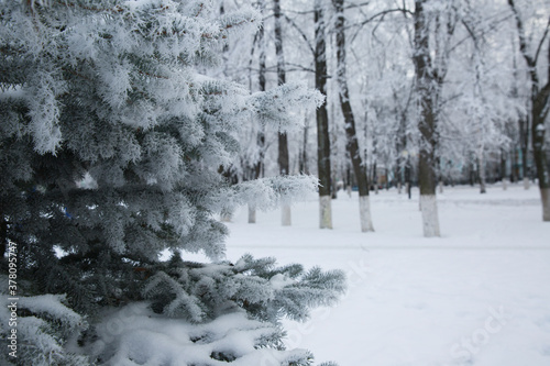 Snowy coniferous tree in the forest in winter.