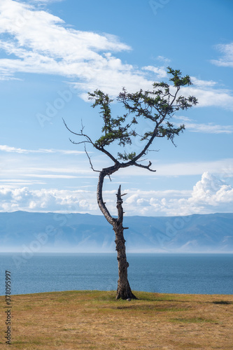 A lonely tree of a bizarre shape against the background of the sky and the lake. Relic larch on the shore of Lake Baikal  Russia.