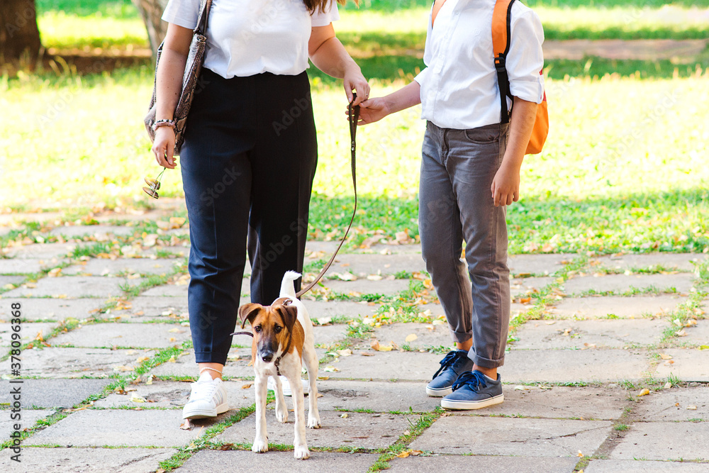 Obraz premium Stylish mother and son walking with their dog in the park. Little puppy jack russel terrier and kids outdoors.