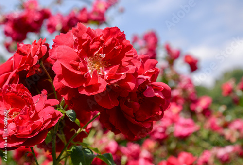 red roses in garden