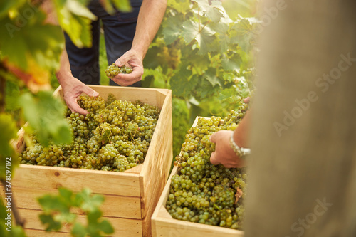 Farmer stroing harvested grapes into a wooden container photo