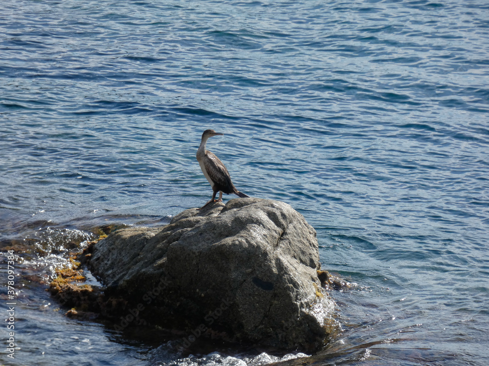 Fototapeta premium corborate in the water