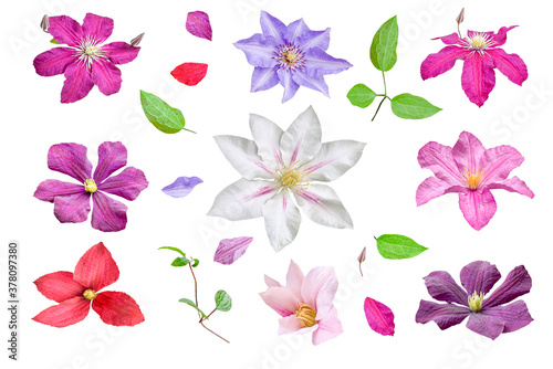 set of clematis flowers isolated on white