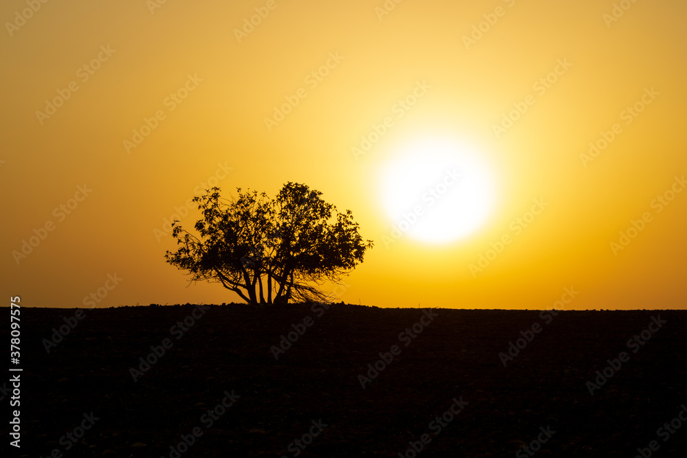 Sunset, wasteland and a dried tree, 